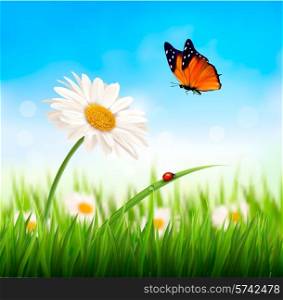 Nature spring daisy flower with butterfly. Vector illustration.