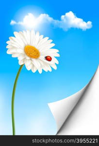 Nature summer background with daisy flower with ladybug. Vector illustration.