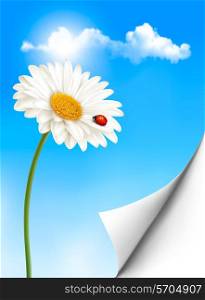 Nature summer background with daisy flower with ladybug. Vector illustration.