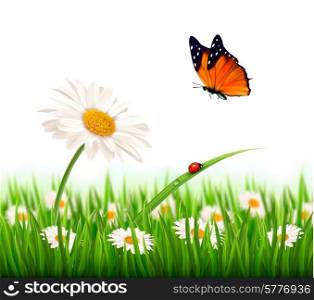 Nature summer daisy flower with butterfly. Vector illustration.