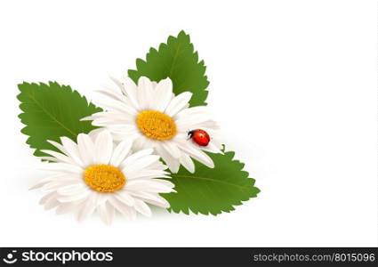 Nature summer daisy flower with ladybug. Vector illustration.