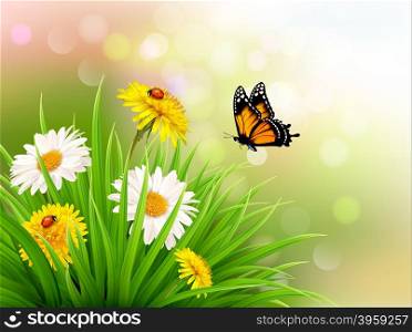 Nature summer daisy flowers with butterfly. Vector illustration