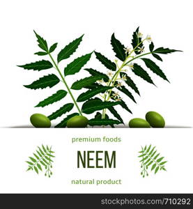 Neem leaf branch, flowers and pods. Ayurveda Herb template. Used for eye disorders, stomach upset, loss of appetite, skin ulcers, blood vessels. for cosmetics, health care products, aromatherapy, oils. Neem leaf branch, flowers and pods. Ayurveda Herb template. Used for eye disorders, stomach upset,