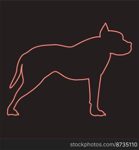 Neon pit bull terrier red color vector illustration image flat style light. Neon pit bull terrier red color vector illustration image flat style