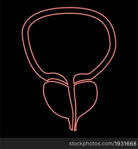 Neon the prostate gland and bladder red color vector illustration flat style light image. Neon the prostate gland and bladder red color vector illustration flat style image