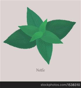 Nettle perennial herbaceous wild plant on a gray background. Green fresh nettle leaves medicinal and healthy.. Nettle perennial herbaceous wild plant on a gray background.