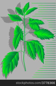 nettles. abstract plant with shadow on grey background