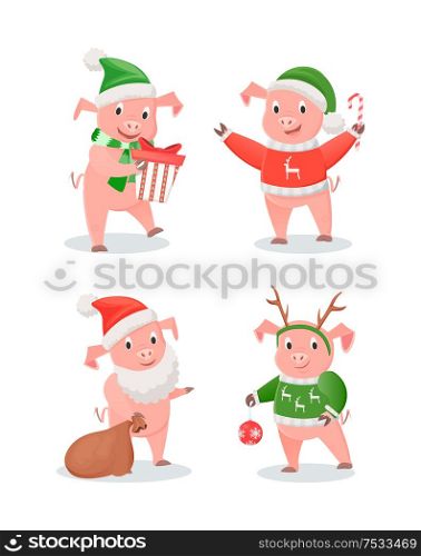 New Year piglets in hats and sweaters, winter holidays set. Gift box and cane candy, gifts sack and Christmas tree decoration vector illustrations isolated. New Year 2019 Piglets in Hats and Sweaters Set