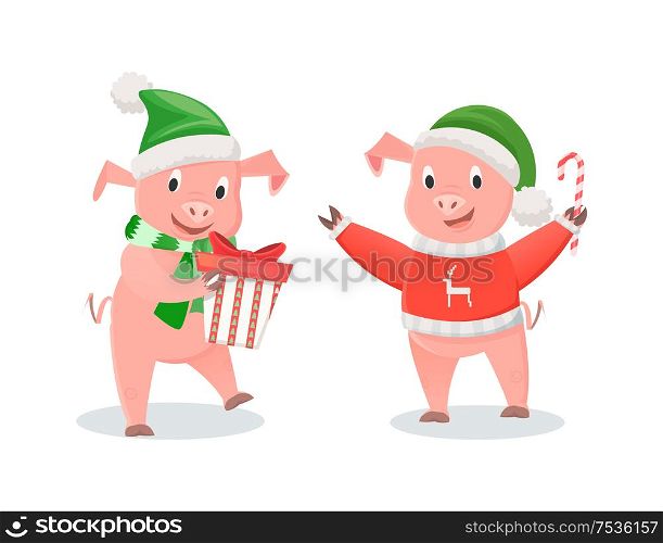 New Year piglets in Santa hats, winter holidays. Pigs in knitted scarf and sweater, gift box and cane candy, farm animals vector illustrations isolated. New Year Piglets in Santa Hats, Winter Holidays