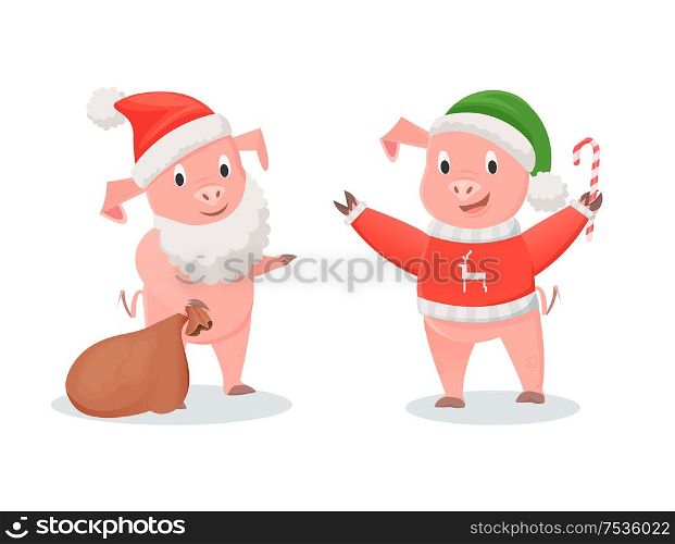 New Year pigs in Santa costume and knitted sweater. Piglets in beard and hat, gifts sack and cane candy, symbolic farm animals vector illustrations. New Year Pigs in Santa Costume and Knitted Sweater
