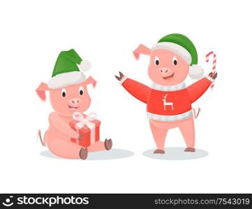 New Year pigs in Santa hats, gift box and cane candy. Piglets in knitted sweater, lollipop and present, winter holidays vector illustrations isolated. New Year Pigs in Santa Hats, Gift and Cane Candy