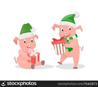 New Year pigs with gift boxes in hat and scarf. Pigs with presents, livestock mammal, winter holidays, zodiac symbol vector illustrations isolated. New Year Pigs with Gift Boxes in Hat and Scarf