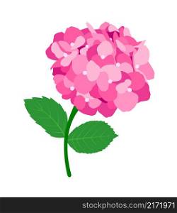 Nice pink hydrangea flower. Pink flower hortensia blooming in spring and summer. Vector illustration.