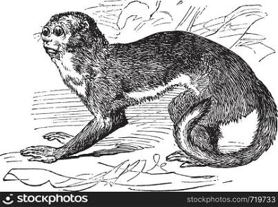 Night monkey or Owl Monkeys or Douroucouli or Aotus sp., vintage engraving. Old engraved illustration of a Night Monkey.