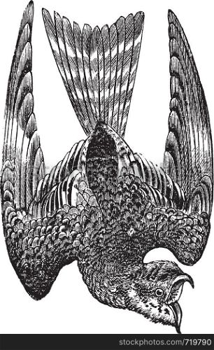 Nighthawk or Nyctiprogne sp. or Lurocalis sp. or Chordeiles sp. or Podager nacunda, vintage engraving. Old engraved illustration of a Nighthawk.