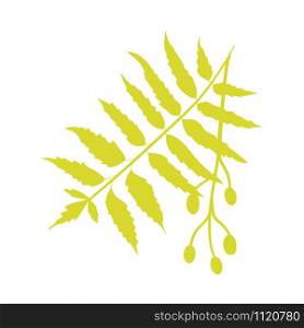 Nimtree, medicinal plant icon isolated on white background flat. Nimtree, medicinal icon isolated on white background flat