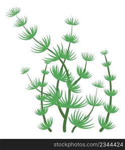 Nitella seaweed. Green algae. Aquatic flora symbol isolated on white background. Nitella seaweed. Green algae. Aquatic flora symbol