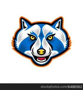 North American Raccoon Mascot. Mascot icon illustration of head of a raccoon, racoon, also known as common raccoon, North American raccoon, northern raccoon, coon or trash panda front view on isolated background in retro style. . North American Raccoon Mascot