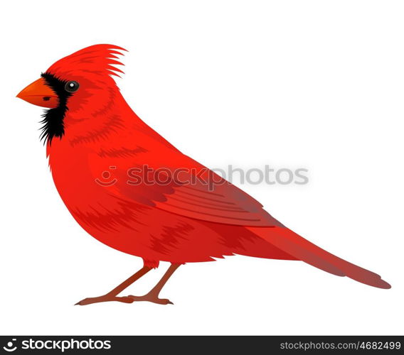 Northern Cardinal bird on a white background. Vector illustration.
