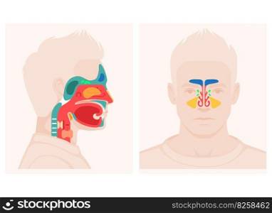 nose, throat anatomy, human mouth, respiratory system, Anatomy model of human head, Nasal cavity . vector illustration of Human Nose diagram . organ anatomy