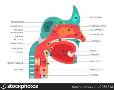  nose, throat anatomy, human mouth, respiratory system, Anatomy model of human head, Nasal cavity . vector illustration of Human Nose diagram . organ anatomy