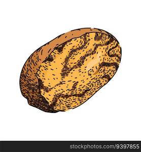 nut nutmeg spice hand drawn. seasoning spicy, aromatic condiment, powder brown nut nutmeg spice vector sketch. isolated color illustration. nut nutmeg spice sketch hand drawn vector