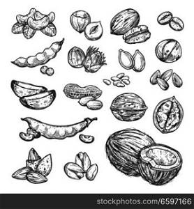 Nut, seed and bean sketch set of healthy super food design. Peanut, walnut and hazelnut, pistachio, almond and cashew, pecan, macadamia, coffee and soy bean, coconut, sunflower and pumpkin seed. Nut, seed and bean sketch of healthy food design