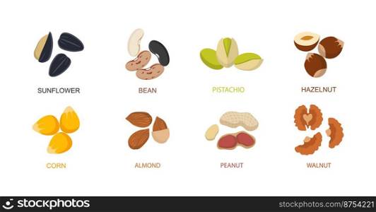 Nut seed. Nuts set in flat design. Set of different cartoon nuts. Vector