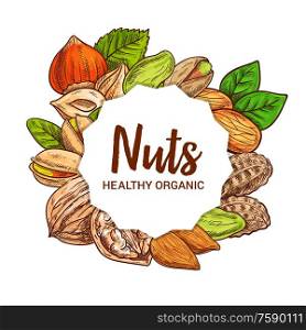 Nut seeds, legumes and beans vector sketch food design. Almond, hazelnut and pistachio, peanut, walnut and filbert with nutshells, grains and green leaves. Healthy nutrition ingredient, sketched nuts. Almond, peanut, walnut and pistachio sketch