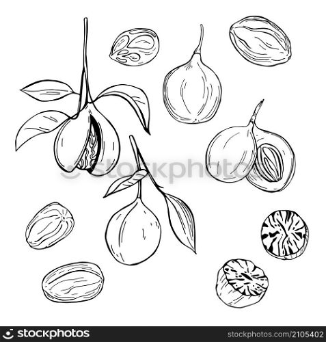 Nutmeg. Hand drawn sketch illustration