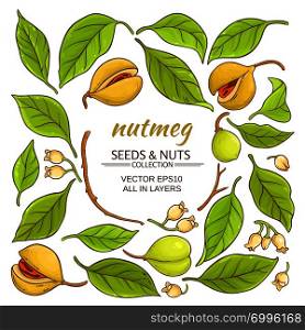 nutmeg plant elements set on white background. nutmeg elements set