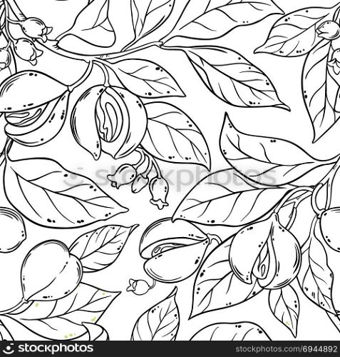 nutmeg seamless pattern. nutmeg branches seamless pattern on white background