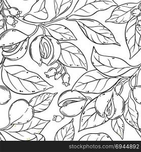 nutmeg seamless pattern. nutmeg branches seamless pattern on white background
