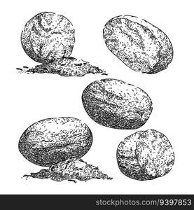 nutmeg spice set hand drawn. flavor nut, seasoning spicy, aromatic condiment nutmeg spice vector sketch. isolated black illustration. nutmeg spice set sketch hand drawn vector