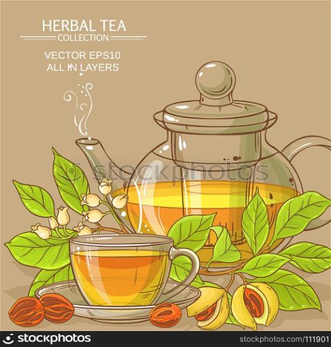 nutmeg tea illustration. nutmeg tea vector illustration on color background