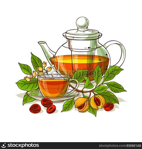 nutmeg tea in teapot illustration on white background. nutmeg tea illustration