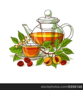 nutmeg tea in teapot illustration on white background. nutmeg tea illustration