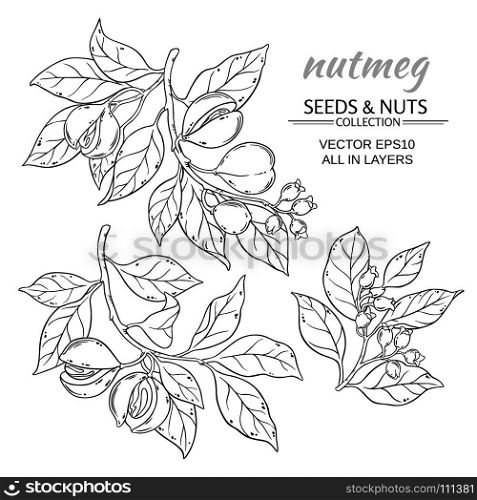 nutmeg vector set. nutmeg branches vector set on white background