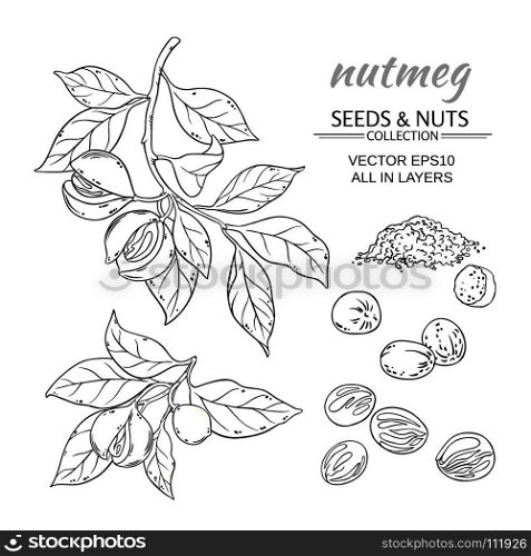 nutmeg vector set. nutmeg branches vector set on white background