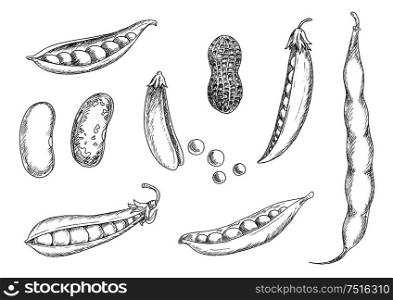 Nutritious fresh peanut in shell, open and closed pods of sweet pea, kidney and pinto beans with dried grains. Sketch icons of legumes for agriculture, harvest, vegetarian food or cooking theme design . Sketches of peanut, pea pods and beans