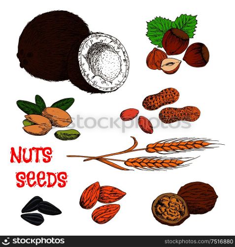 Nutritious raw and dried walnuts, almonds, peanuts, pistachios, hazelnuts, coconuts, sunflower seeds and wheat ears. Colorful sketches of nuts, seeds, beans and cereal for organic farming, healthy food or recipe book design usage. Nuts, seeds, beans and cereal sketch symbol