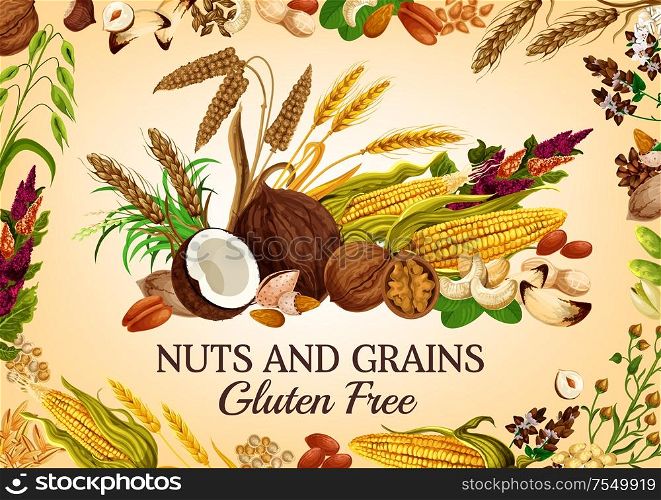 Nuts and cereal grains, natural organic gluten free food nutrition. Vector healthy vegan raw superfood corn, oatmeal, wheat and rye or buckwheat grain, coconut, hazelnut or walnut and almond. Organic nuts, healthy super food cereal grains