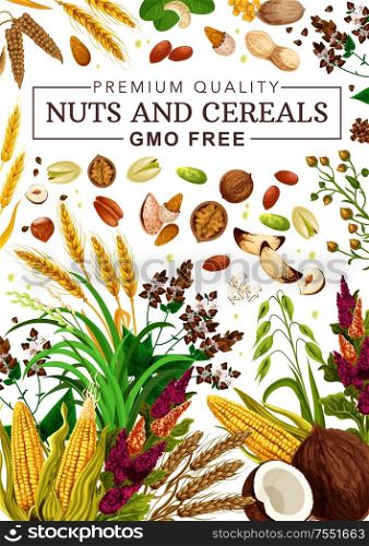 Nuts and cereal grains, natural organic GMO free raw food nutrition. Vector healthy vegan superfood coconut, corn maize and pistachio, wheat and rye or buckwheat grain, hazelnut and almond. Organic nuts, cereal grains, raw super food