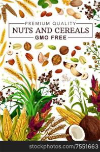 Nuts and cereal grains, natural organic GMO free raw food nutrition. Vector healthy vegan superfood coconut, corn maize and pistachio, wheat and rye or buckwheat grain, hazelnut and almond. Organic nuts, cereal grains, raw super food