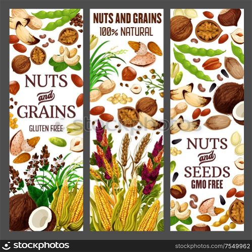 Nuts and cereals, natural organic GMO free grain, gluten free super food nutrition. Vector healthy vegan raw superfood corn, beans, wheat and rye or buckwheat grain, hazelnut, almond and walnut. Superfood nuts and healthy GMO free cereal grains