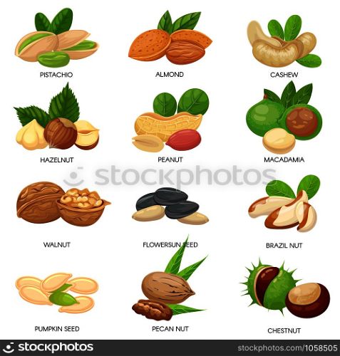 Nuts and seeds. Raw peanut, macadamia nut and pistachio snacks. Plant seeds, healthy cashew and sunflower seed. Almond, walnut and peanut vegetarian food isolated vector icons set. Nuts and seeds. Raw peanut, macadamia nut and pistachio snacks. Plant seeds, healthy cashew and sunflower seed isolated vector set