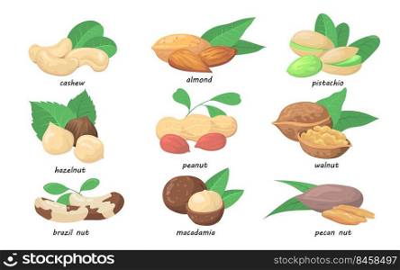 Nuts and seeds set. Almond, hazelnut, pistachio, macadamia, pecan, cashew, walnut, pistachio, brazil nut isolated on white. Vector illustration for organic food, vegan nutrition, protein concept