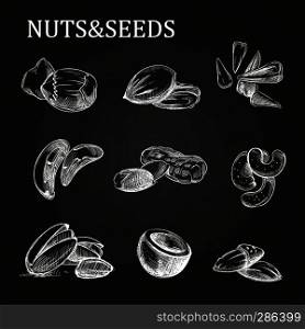 Nuts and seeds sketch on chalkboard. Vector nutshell sketch illustration. Nuts and seeds sketch on chalkboard