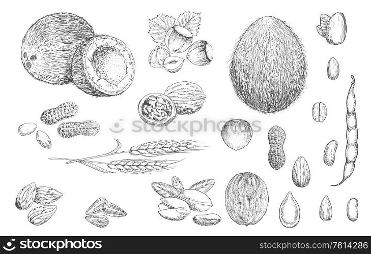 Nuts, beans and cereal seeds vector sketches. Coconut, hazelnut and peanut, walnut in shell, pistachio and almond, pumpkin and sunflower seeds, coffee, bean pod and wheat ear isolated sketch object. Nuts, beans and cereal sketches
