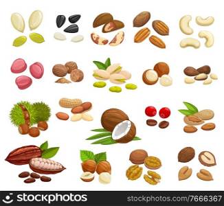 Nuts, beans and seeds vector design of super food. Almond, walnuts, hazelnut, peanut, pistachio, cashew and coconut, pumpkin and sunflower seeds, coffee and cocoa beans, brazil, macadamia, pecan nuts. Nuts, beans and seeds of super food
